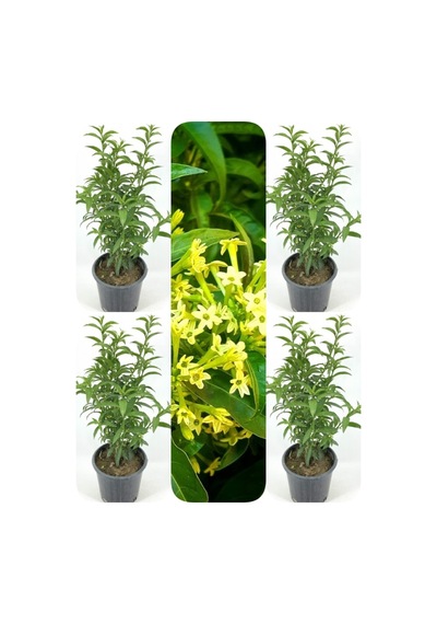 Videolu Mis Kokulu Melisa Kolanya Çiçeği 4 Adet Saksılı/ Tüplü 60-80cm Cestrum Parqui