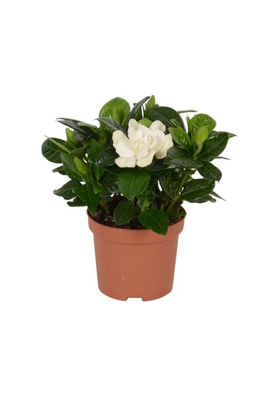 Videolu 1 Adet Çiçekli Yoğun Kokulu Gardenya Çiçeği 20-30 Cm Saksılı Iç Mekan Bitkileri Gardenia