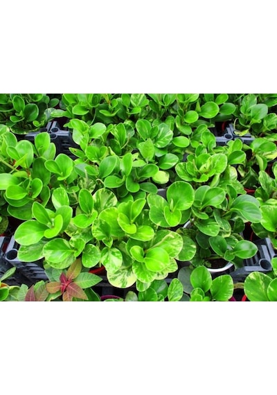 Peperomia Optusifolia Saksılı Hediyelik Bitki 3 Adet