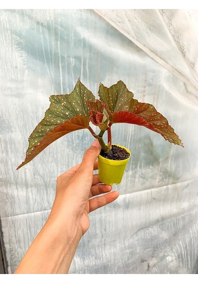 Videolu 1 Adet Mini Çilli Begonya Çiçeği 5-15 Cm Saksılı Çiçekli Bodur Bitkiler Begonia