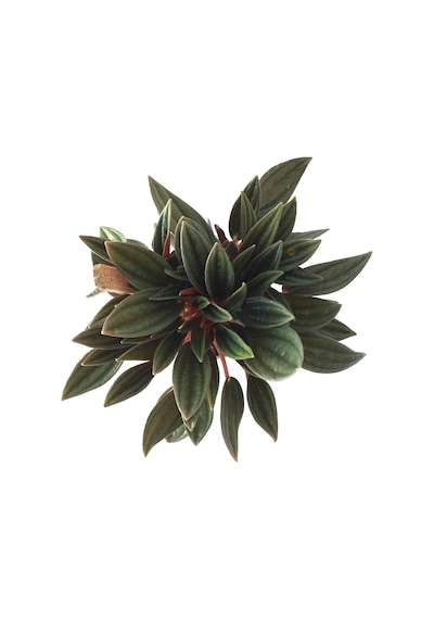 Peperomia Caperata (Zümrüt Dalgası Çiçeği) Ø5,5 CM H0-10 CM