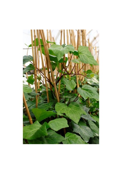 Hedera Orman Sarmaşığı 1.5 Metre