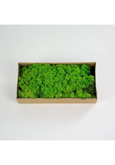 Trend Bahçe Spring Green Şoklanmış Reindermoss Teraryum Yosunu 50 G