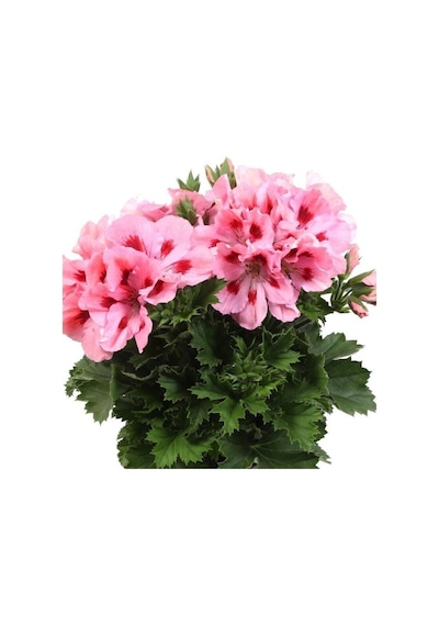 Pelargonium Grandiflorum Aristo Pink Sardunya Canan Çiçeği Fidesi 1 Fide
