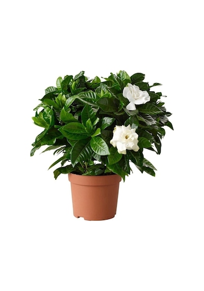 Videolu 1 Adet Kokulu Gardenya Çiçeği Ofis Bitkisi 15-30 Cm Saksılı Iç Mekan Bitkileri Gardenia