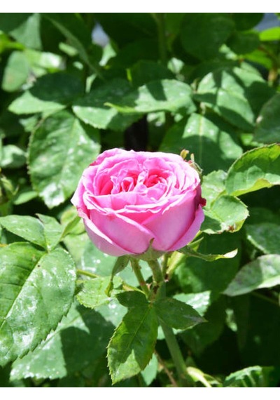 Videolu Pembe Yediveren Kokulu 40 70 Cm 2 Adet Saksılı Aşılı Gül Gül Pink Rose