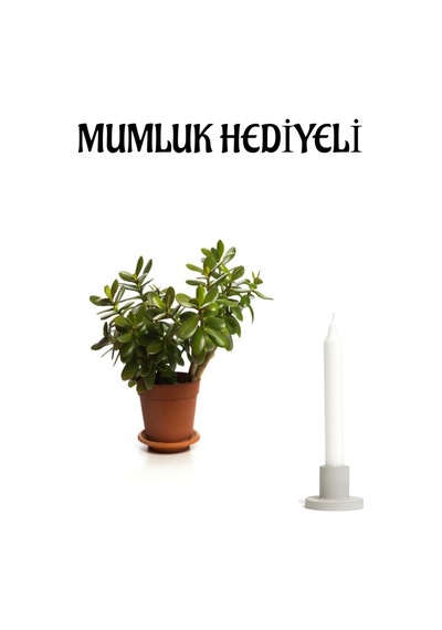 Öğretmenler Gününe Özel Parlak Yapraklı Para Çiçeği Mumluk Hediyeli