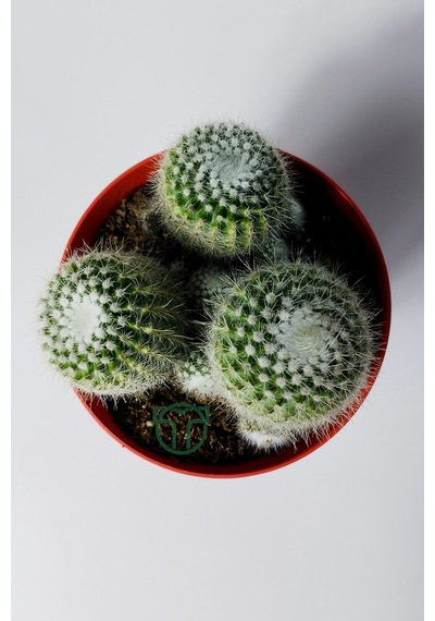Notocactus Scopa Albispinus 3 Lü Kaktüs 12 Cm Saksıda