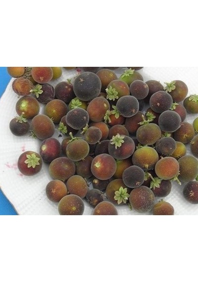 Ketembilla Fidanı 5 Yaş 120 Cm