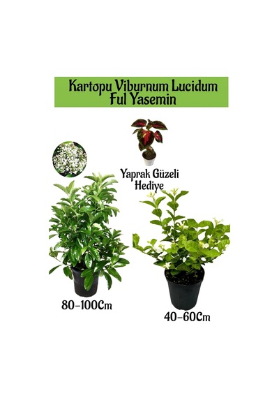 Kartopu Viburnum 1 Adet+kokulu Ful Yasemin 1 Adet+yaprak Güzeli Hediye Bahçe Bitkisi