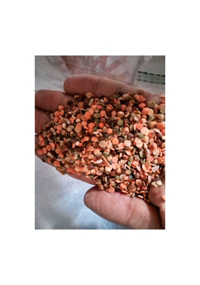 10 Kg Kırmızı Mercimek Yeşil Mercimek Karışık