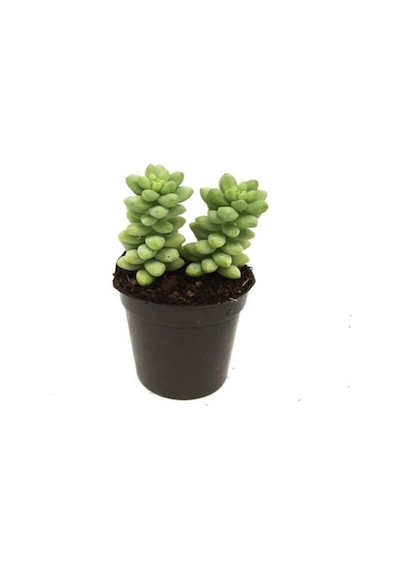 Videolu 3'lü Karışık Sukulent Kaktüs Çiçeği Seti 5-15 Cm Saksılı Çiçekli Bodur Bitkiler Succulent