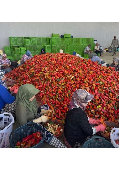 Biber Salçası %100 Doğal Katkısız Ev Yapımı Güneşte Kurutulmuş Salça