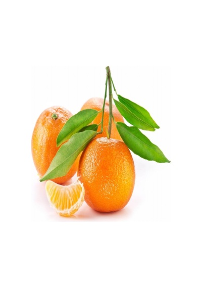 Tüplü Aşılı Bol Sulu Primasol Mandalina Fidanı