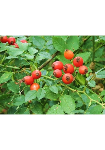 Kuşburnu Fidanı 10 Adet - Rosa Canina