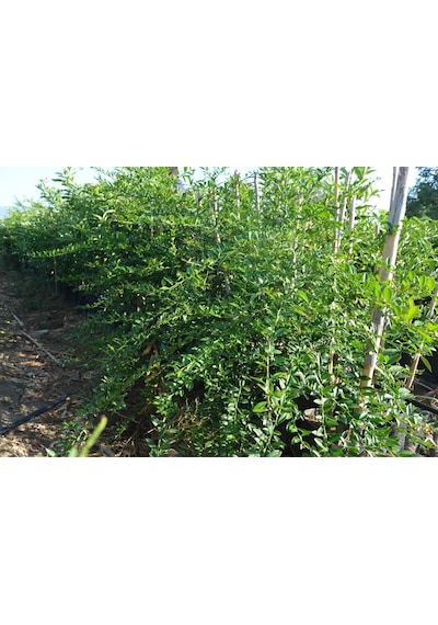 Tüplü 2 Yaş Avusturalya Blood-Kırmızı Lime Limon Fidanı
