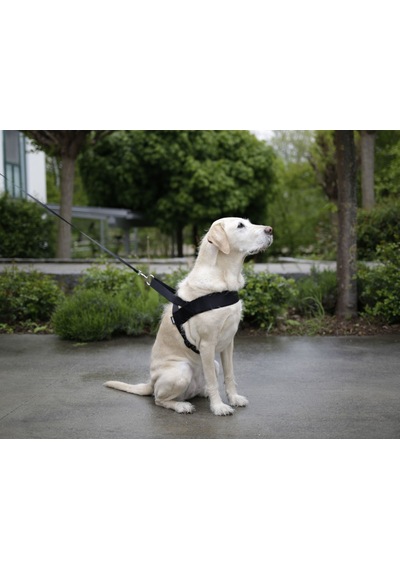 Köpek Bel Tasması Siyah Norveç Tipi 80 - 100 Cm Siyah