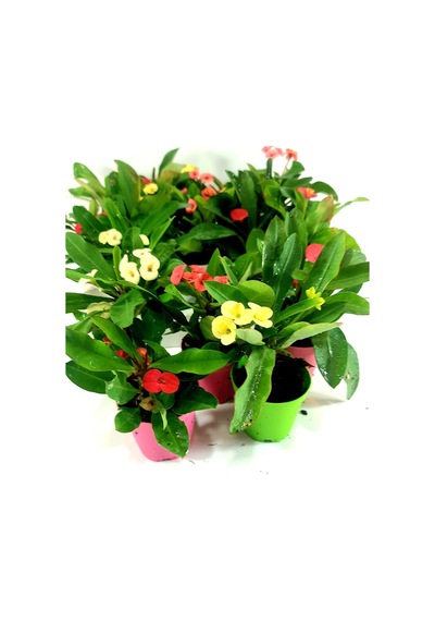 Videolu Milli Dikenler Tacı 3'lü 5 35 Cm Saksılı Kaktüs Euphorbia