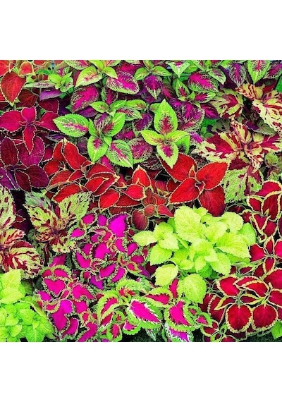 Miracle Karışık Renkli Kolyos Coleus Yaprak Güzeli Çiçeği Tohum