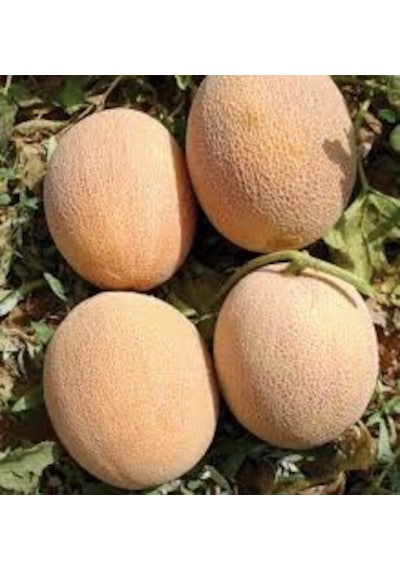 100 Adet Tohum Ananas Kavunu Tohumu Bal Kavun Tohumu