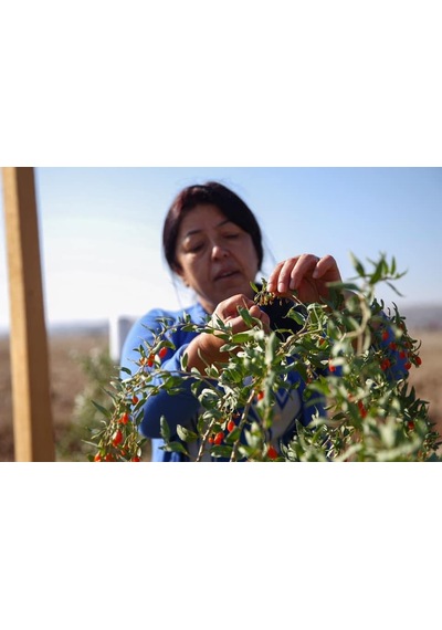 2 Adet Gojiberry Fidanı Gojiberryturkiye Farkıyla 1 Yaş 100 Cm