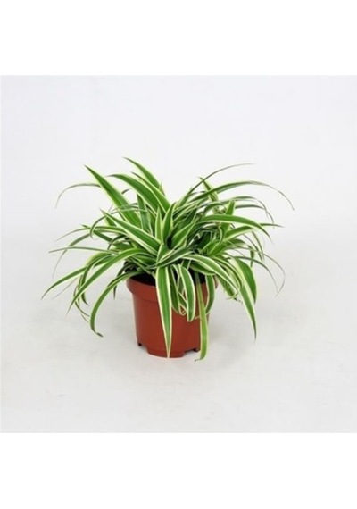 Yavrulu Kurdele Çiçeği 1 Adet Chlorophytum 10-20 Cm