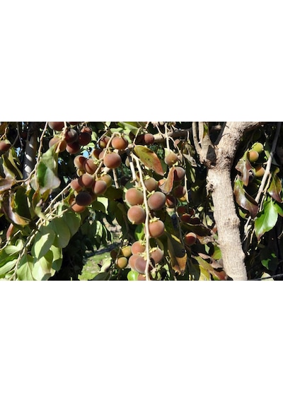 Ketembilla Fidanı 5 Yaş 120 Cm