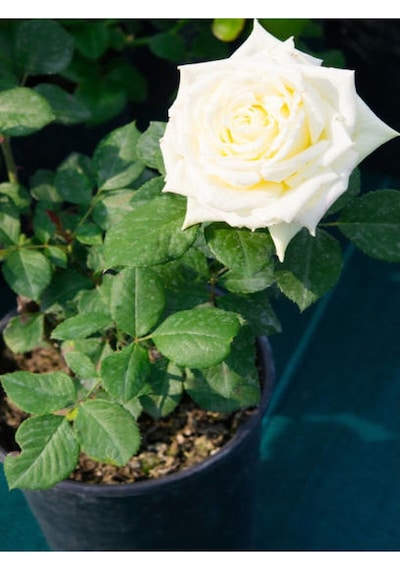 Beyaz Pembe Ve Narçiçegi Yediveren Kokulu 30 60 Cm Saksılı 3 Adet Aşılı Gül Rose