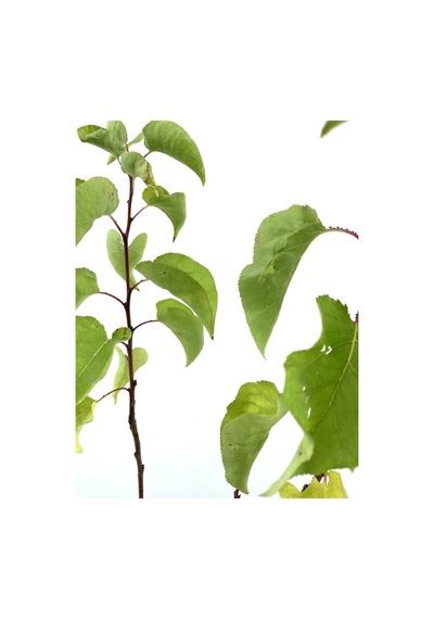 Kayısı Şekerpare Fidanı 2 Yaş 70-80 Cm
