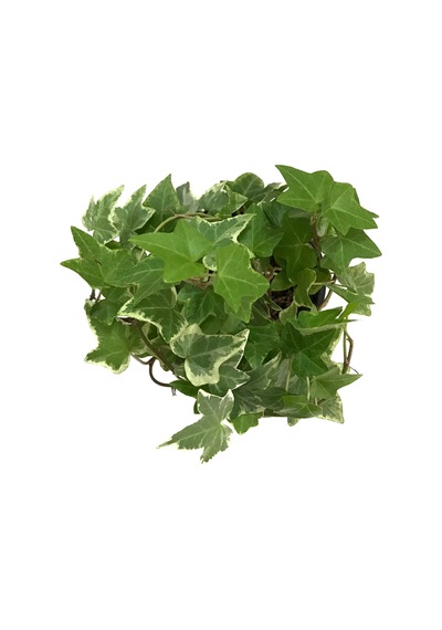 Hedera Helix 'Eva' (Duvar Sarmaşığı) Ø8,5 CM Y10-15 CM