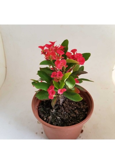 Dikenler Tacı Kırmızı Tropikada Millie Euphorbia Kırmızı