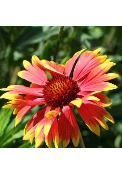 Gayret Çiçeği 10 Adet 'Gaillardia Grandiflora'