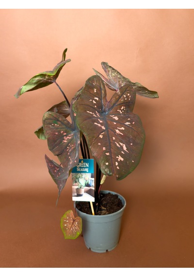 Caladium Caladium Bicolor 63 Cm Bordo Yapraklı Form
