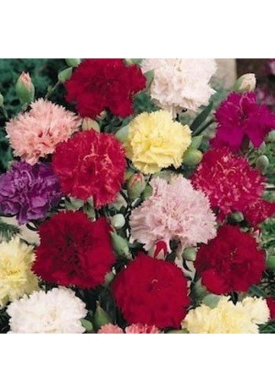 Karışık Karanfil Çiçeği Tohumu 25 Tohum