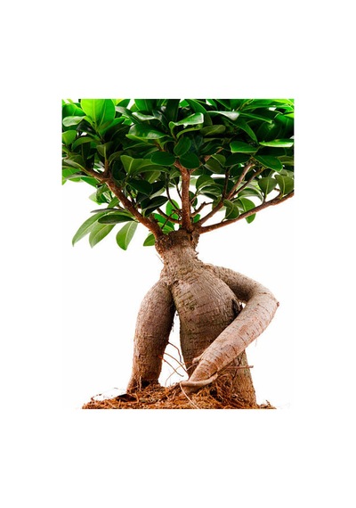 Videolu Ginseng Bonsai 1 Adet Saksılı 40-60 Cm Iç Mekan Salon Ofis Bitkisi Ficus Microcarpa
