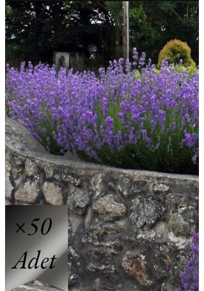 Lavanta Fidanı x 50 ad