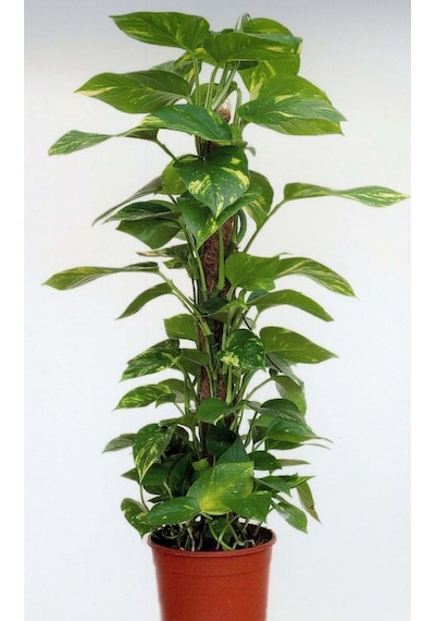 Sopalı Patos Salon Sarmaşığı 60 - 80 Cm