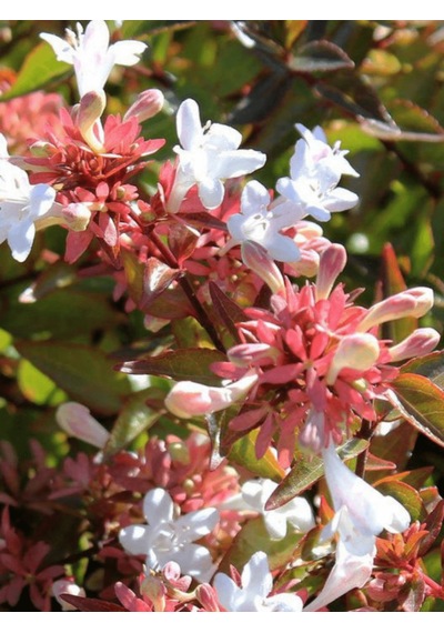 Abelya Çiçeği Fidanı Abelia Ssp. 1+2 Yaş Tüplü Bahçe Ve Çit Bitkisi