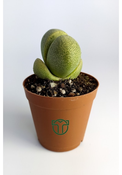 Pleiospilos Nelii Özel Tür Kaktus Çiçek Açan Kaktüs 5.5 Cm