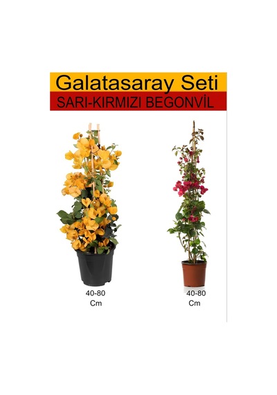 Takım Seti Sarı Begonvil+ Kırmızı Begonvil Dış Mekan Bitkileri
