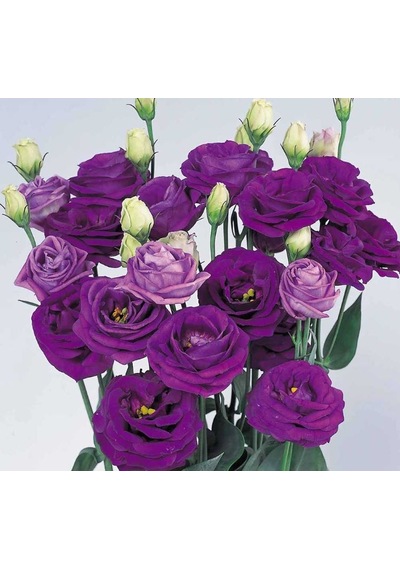 Lisianthus Çiçeği Tohumu Katmerli, Bodur Mavi Renkli 5 Tohum
