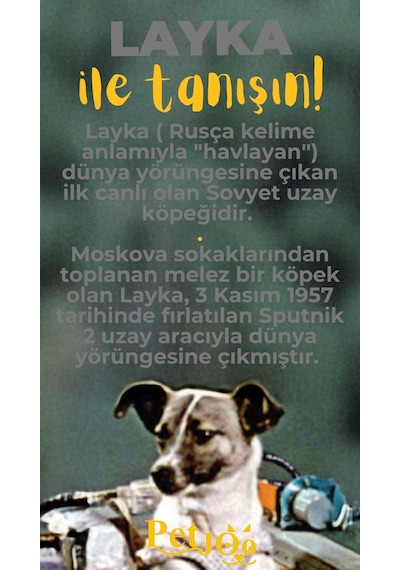 Petjoo 22.Layka Sarı-Gri Qr'lı Köpek Künyesi