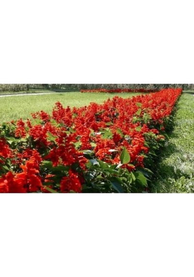 Ateş Çiçeği Salvia Splendens 20 Adet