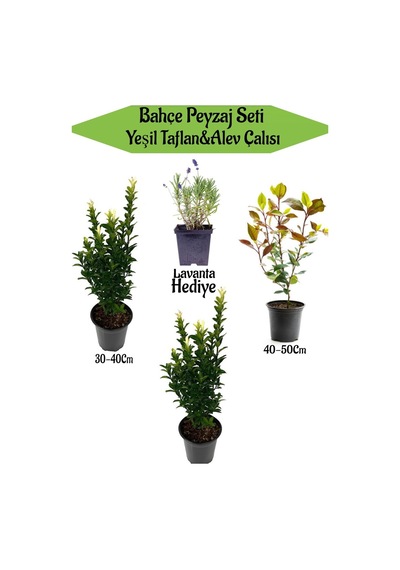 Bahçe Seti 2 Adet Yeşil Taflan+1 Adet Alev Çalısı + Hediye Lavanta