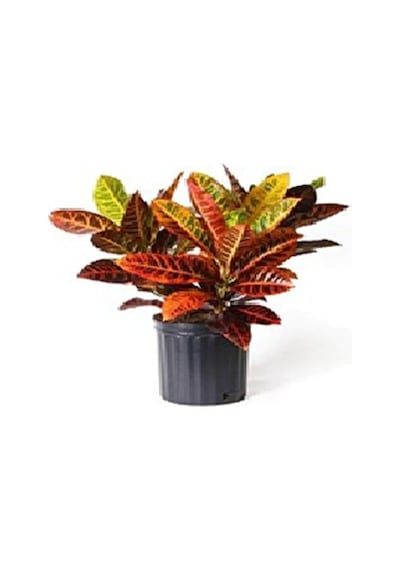 Kraton (Croton Petra) 20 - 30 cm