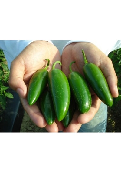 Eko Paket Jalapeno Biber Tohumu Kırımızı Acı Meksika Biberi Tohumu 35 Adet Tohum