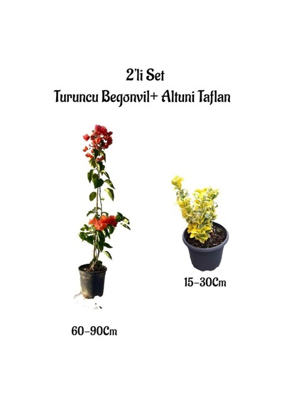 Turuncu Renk Begonvil Sarmaşığı+altuni Taflan Çit Bitkisi 2'li Set Bahçe Bitksi