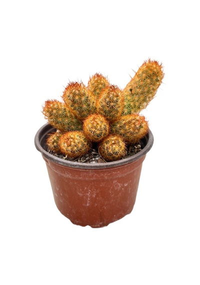 Mammillaria Elongata 'copper King' Kaktüs Ø8,5 Cm Y10-15 Cm