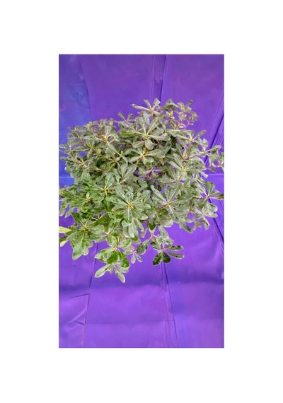 Pittosporum Büyük Boy