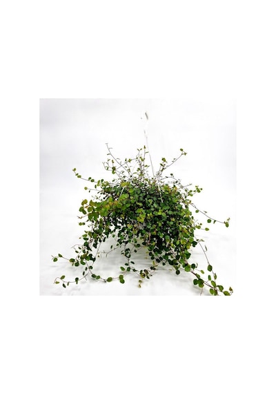 Avustralya Sarmaşığı (Muehlenbeckia) Askılı Saksıda